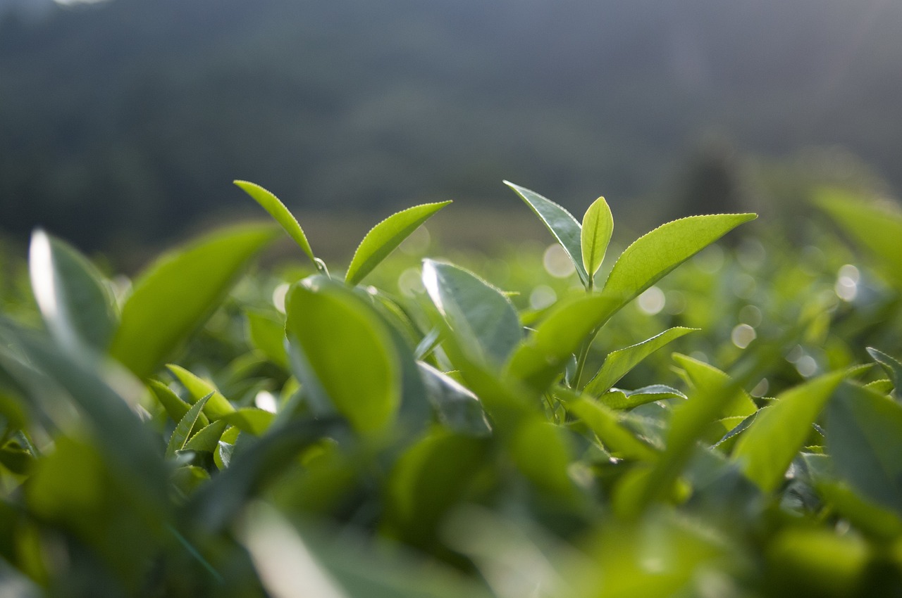 中国十大名茶最新榜单揭晓，最新排名及茶叶特色概述